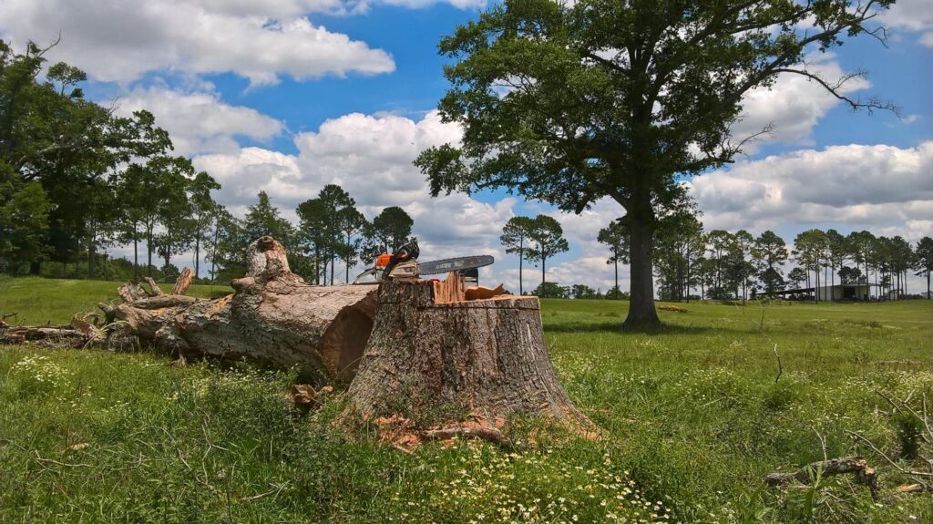 Large tree safely managed by JoWi Tree Service in Lee County