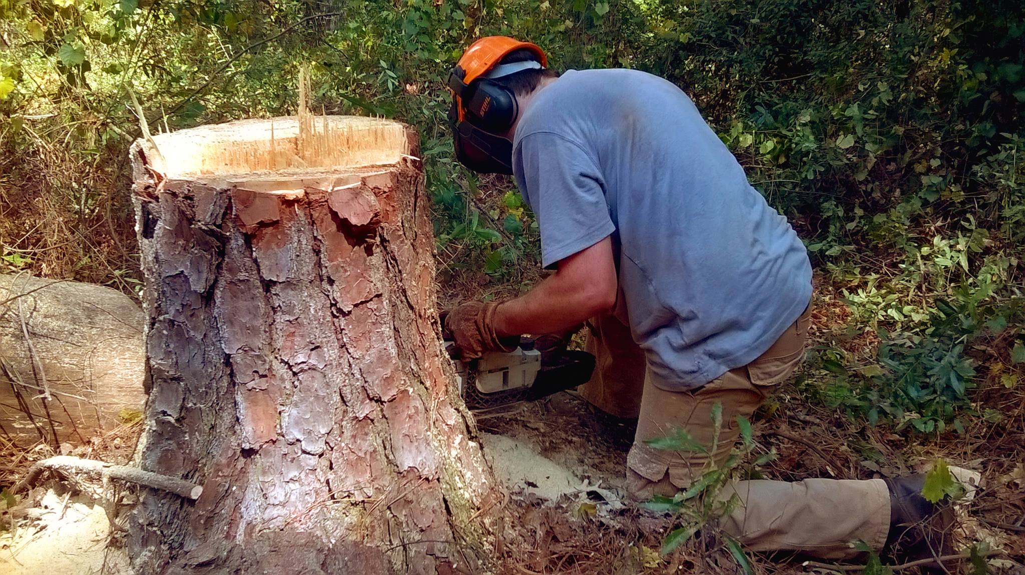 JoWi Tree Service workers performing professional tree cutting in Crisp County, Cordele
