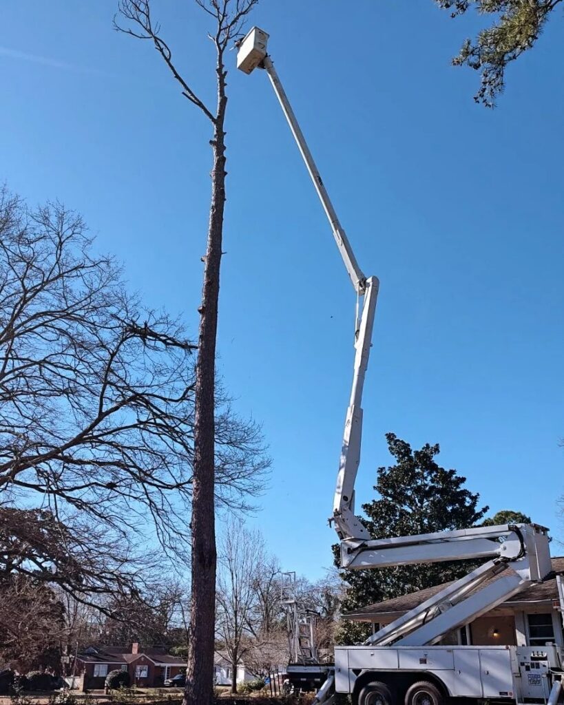 JoWi Tree Service professional cutting a high tree branch using a bucket truck safely