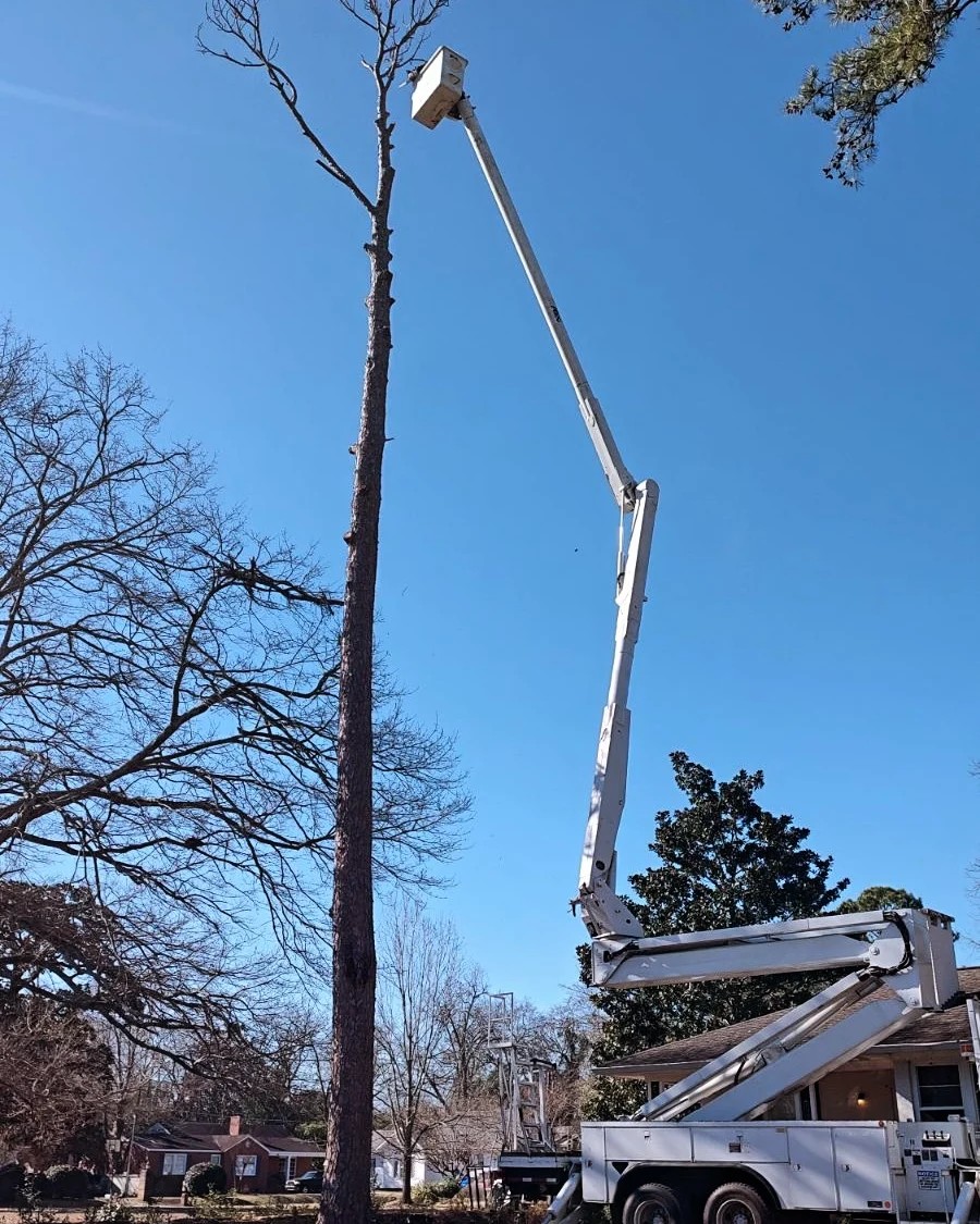 JoWi Tree Service professional cutting a high tree branch using a bucket truck safely